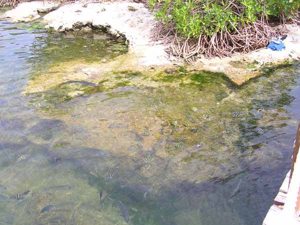 Fische Uferbereich