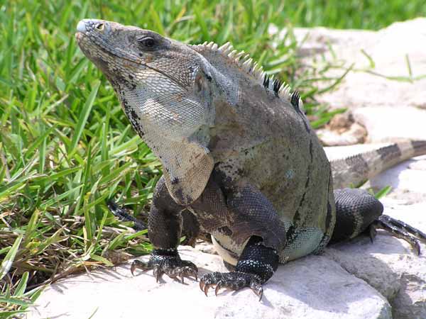 Leguan (Iguana) Reptil